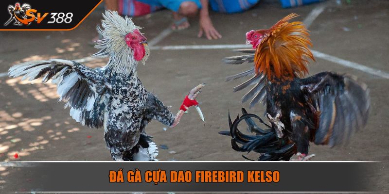 Đá Gà Cựa Dao Sức Hút Của Đấu Trường Online Nảy Lửa 2025 4 Đá gà cựa dao Firebird Kelso