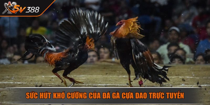 Đá Gà Cựa Dao Sức Hút Của Đấu Trường Online Nảy Lửa 2025 2 Sức hút khó cưỡng của đá gà cựa dao trực tuyến