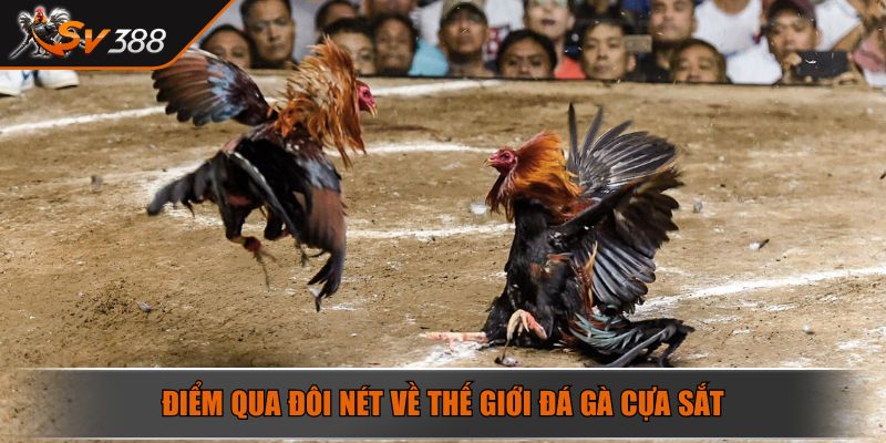 Đá Gà Cựa Sắt Nghệ Thuật Chinh Phục Đấu Trường Máu Lửa 2025 2 Điểm qua đôi nét về thế giới đá gà cựa sắt