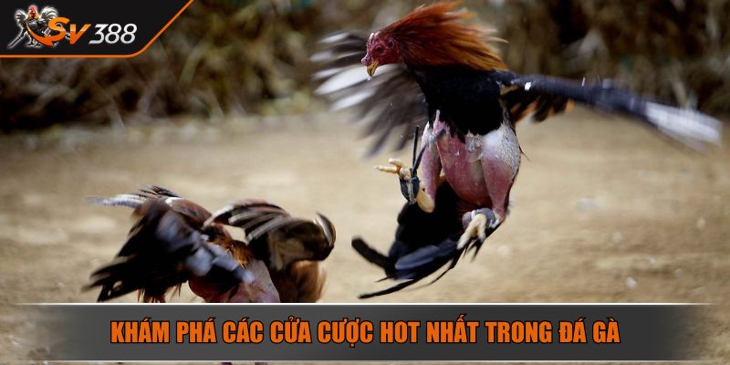 Đá Gà Cựa Sắt Nghệ Thuật Chinh Phục Đấu Trường Máu Lửa 2025 4 Khám phá các cửa cược hot nhất trong đá gà