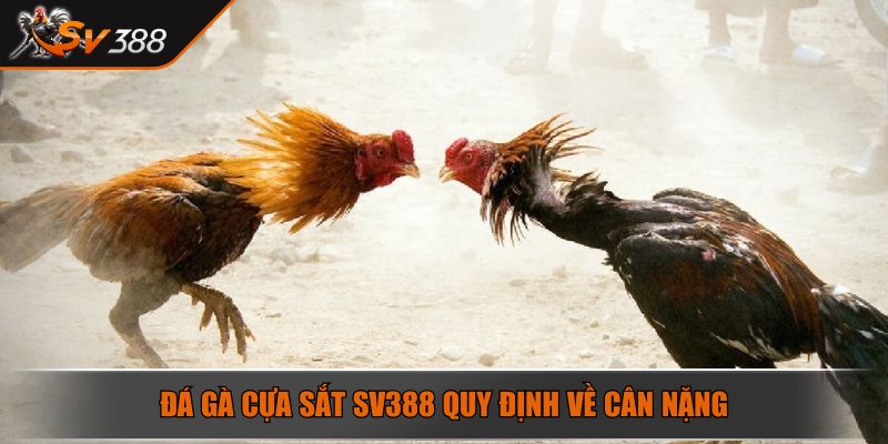 Đá Gà Cựa Sắt Nghệ Thuật Chinh Phục Đấu Trường Máu Lửa 2025 3 Đá gà cựa sắt SV388 quy định về cân nặng