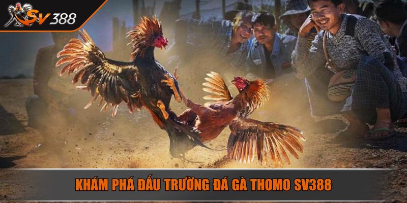 Đá Gà Thomo Giải Mã Sức Hút Của Trò Chơi Cá Cược Đỉnh Cao 3 Khám phá đấu trường đá gà thomo SV388