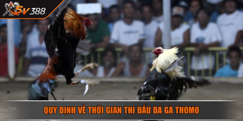 Đá Gà Thomo Giải Mã Sức Hút Của Trò Chơi Cá Cược Đỉnh Cao 4 Quy định về thời gian thi đấu đá gà Thomo