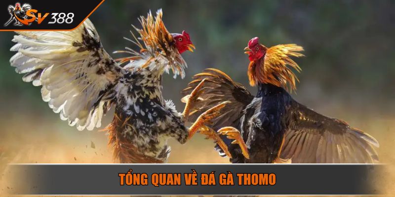 Đá Gà Thomo Giải Mã Sức Hút Của Trò Chơi Cá Cược Đỉnh Cao 2 Tổng quan về đá gà Thomo